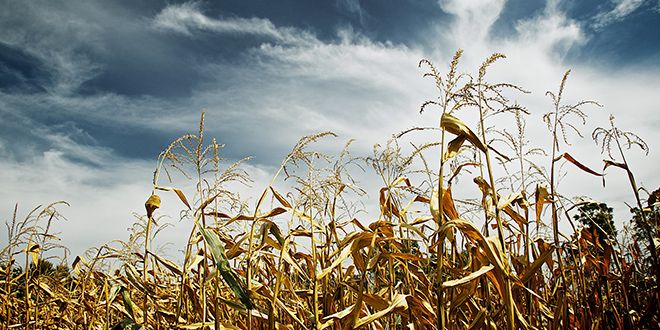 corn field in winter