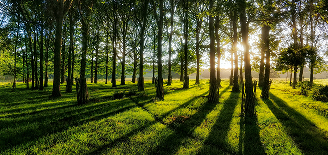 sunlight filtering through trees