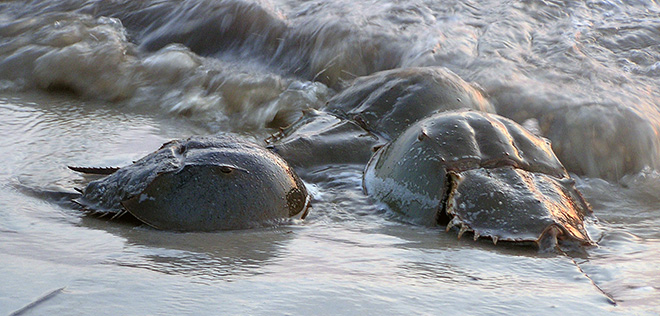 Horseshoe Crabs