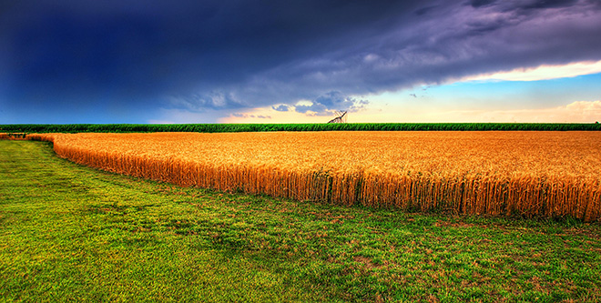 Kansas Summer Wheat and Storm Panorama