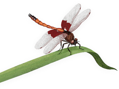 Illustration of dragonfly